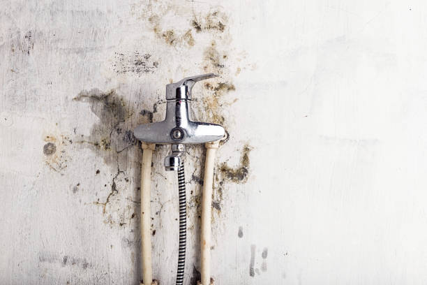 Best Residential Mold Remediation in Scobey, MT