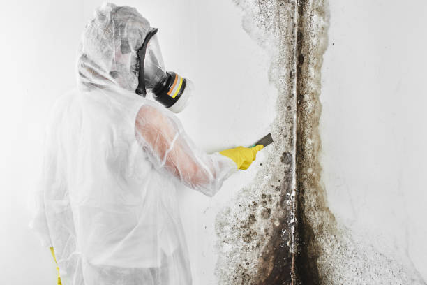 Best Residential Mold Remediation in Scobey, MT