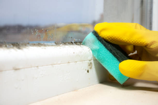 Best Bathroom Mold Remediation in Scobey, MT