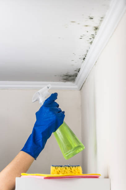Best DIY Mold Remediation Support Services in Scobey, MT